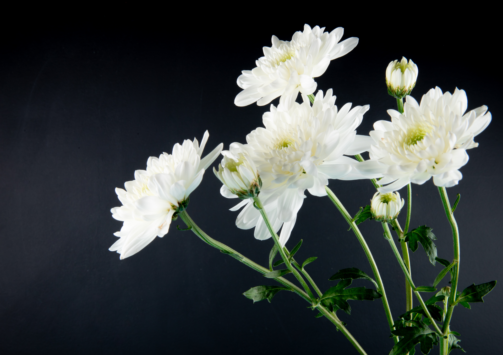 Des chrysanthèmes blancs sur fond noir